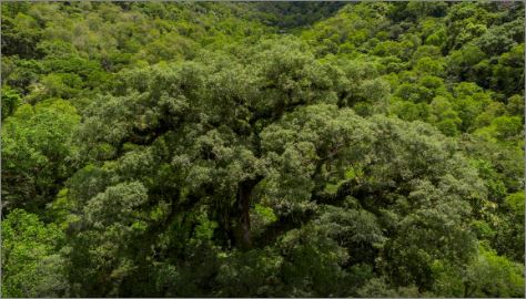 Instituições financeiras têm baixo desempenho em sustentabilidade
