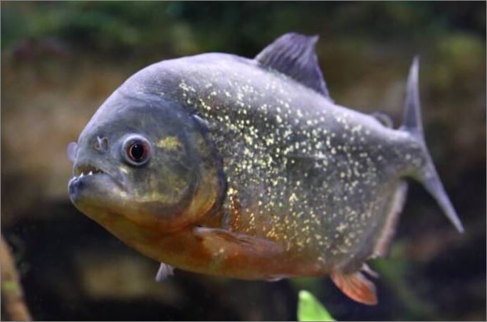 “Ataque de piranha” em Lagoa da Prata: pedreiro relata ferimento grave