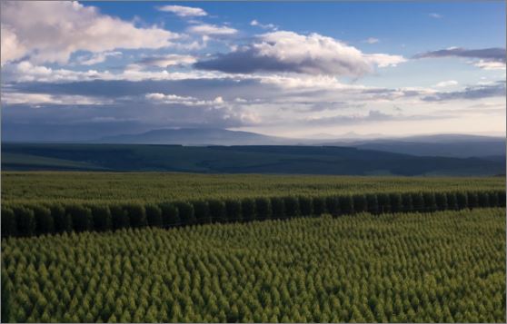 Aperam investe R$ 1,5 bilhão para reforçar produção de carvão vegetal e descarbonização