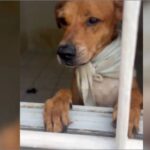Operação contra maus tratos resgata 68 animais em São Paulo