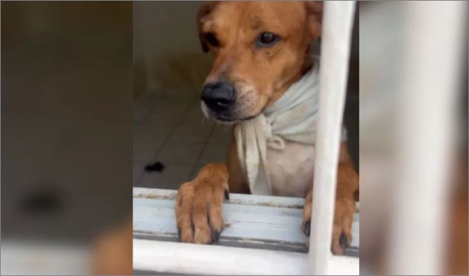Operação contra maus tratos resgata 68 animais em São Paulo