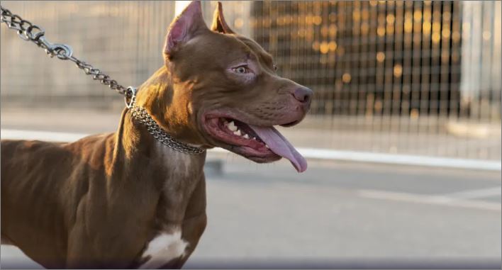 Números de ataques de cães em Minas cresce quase 40% este ano