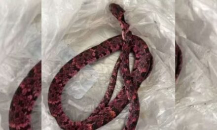 Homem tenta engolir cobra, passa mal e vomita o animal no interior do Ceará