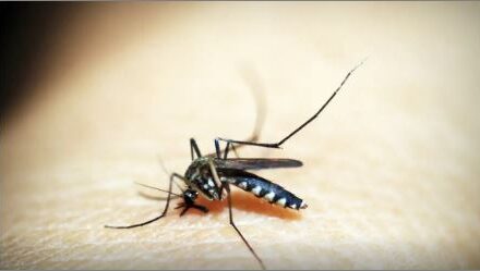 Dengue: Brasil ultrapassa meio milhão de casos prováveis este ano