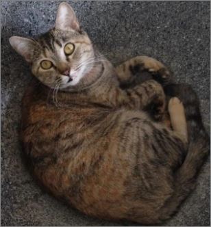 Dona oferece recompensa para quem encontrar gata desaparecida