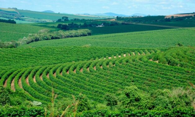 Pesquisa do Sistema Faemg Senar aponta impactos climáticos na cafeicultura mineira  