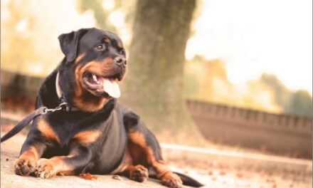 Menino de 12 anos é atacado por cães da raça rottweiller em MG