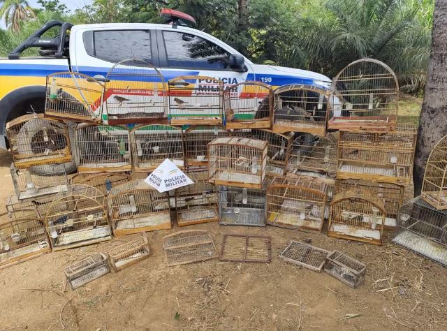 Idoso é preso e multado em R$ 60 mil por manter 33 pássaros silvestres em cativeiro em Lagoa da Prata