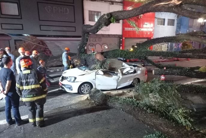 SP: Taxista morre após árvore cair em cima de carro