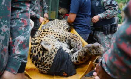 Onça que devorou caseiro não voltará para mata; entenda futuro do animal