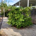 Alô Gestão Ambiental e Limpeza Urbana