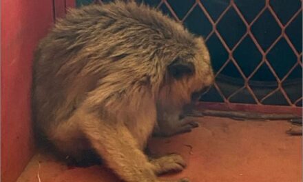 Bambuí: Corpo de Bombeiros resgata macaco bugio em fábrica