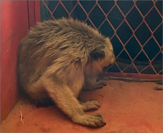 Bambuí: Corpo de Bombeiros resgata macaco bugio em fábrica