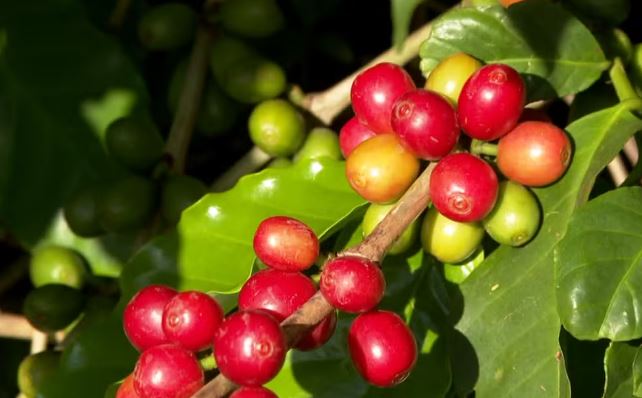Mercado do café analisa possível impacto do ‘tarifaço’ de Trump para a produção no Sul de Minas