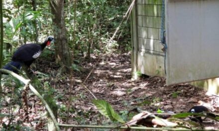 Parque do Rio Doce recebe jacutingas  