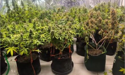Homem é preso com 38 pés de maconha em casa no interior de MG