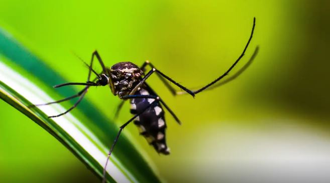 Ministério da Saúde quer incorporar vacina contra chikungunya ao SUS