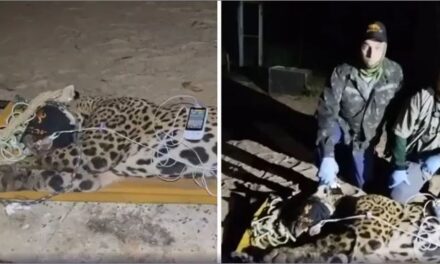 Onça-pintada que matou caseiro é capturada no Mato Grosso do Sul