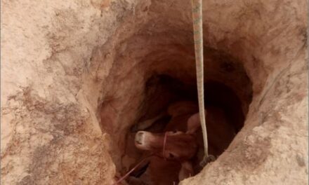 Bombeiros realizam resgate de animal em buraco na zona rural de Arcos