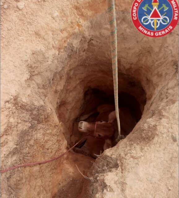 Bombeiros realizam resgate de animal em buraco na zona rural de Arcos