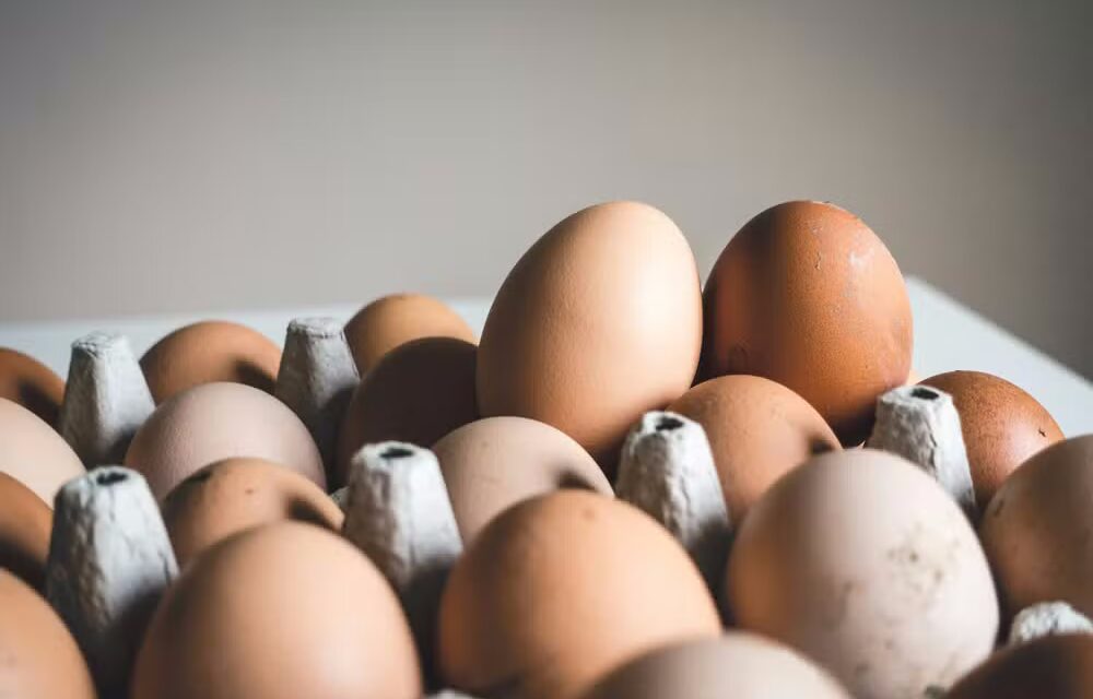 Minas Gerais descarta 450 toneladas de ovos para prevenir gripe aviária