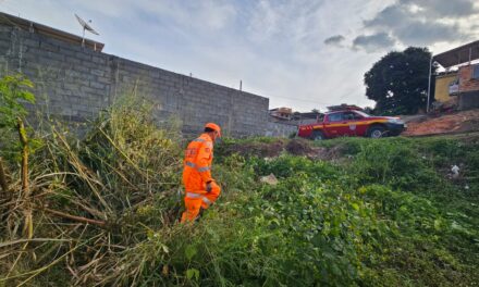 Grande enxame de abelhas é encontrado no bairro Nossa Senhora do Rosário, em Formiga