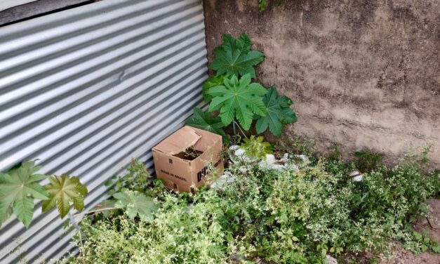 Bebê prematuro é abandonado em caixa no bairro Vargem Grande, em Formiga