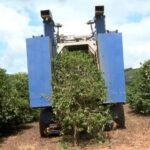 Safra de café deve cair mais de 6% no Brasil em 2025, aponta Conab; seca e bienalidade negativa afetam Sul de Minas