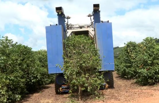 Safra de café deve cair mais de 6% no Brasil em 2025, aponta Conab; seca e bienalidade negativa afetam Sul de Minas