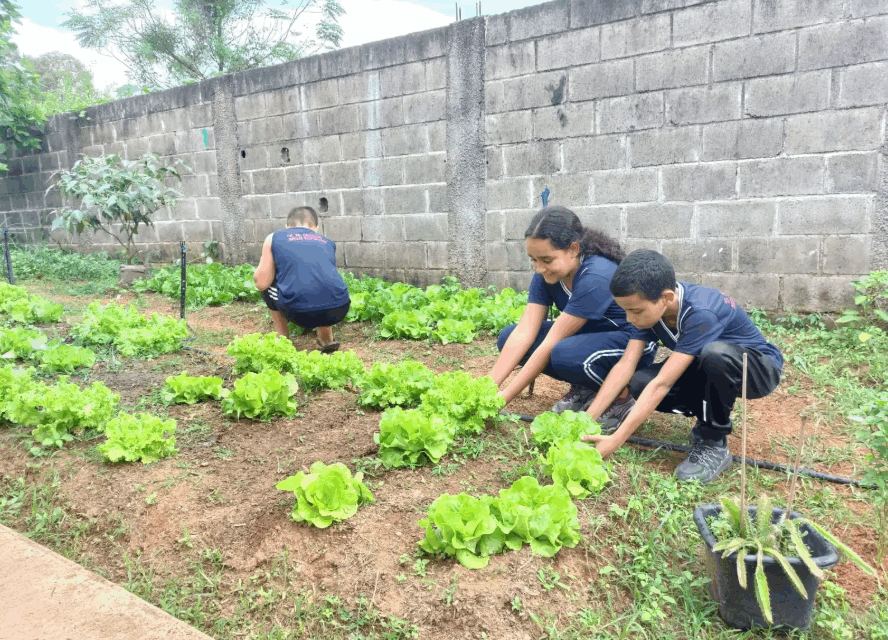 De espaço ocioso a horta escolar: protagonismo dos alunos da Escola Célia de Melo