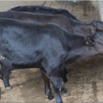 Inéditos, bezerros geneticamente modificados nascem no Brasil