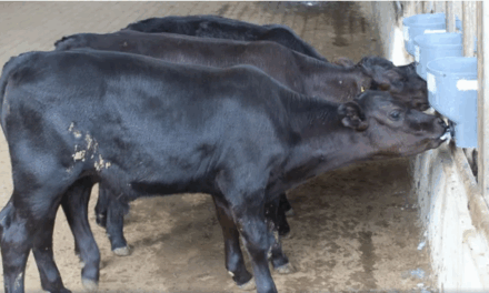Inéditos, bezerros geneticamente modificados nascem no Brasil