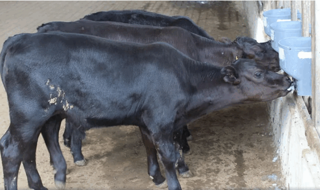 Inéditos, bezerros geneticamente modificados nascem no Brasil