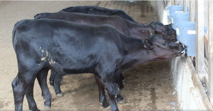Inéditos, bezerros geneticamente modificados nascem no Brasil