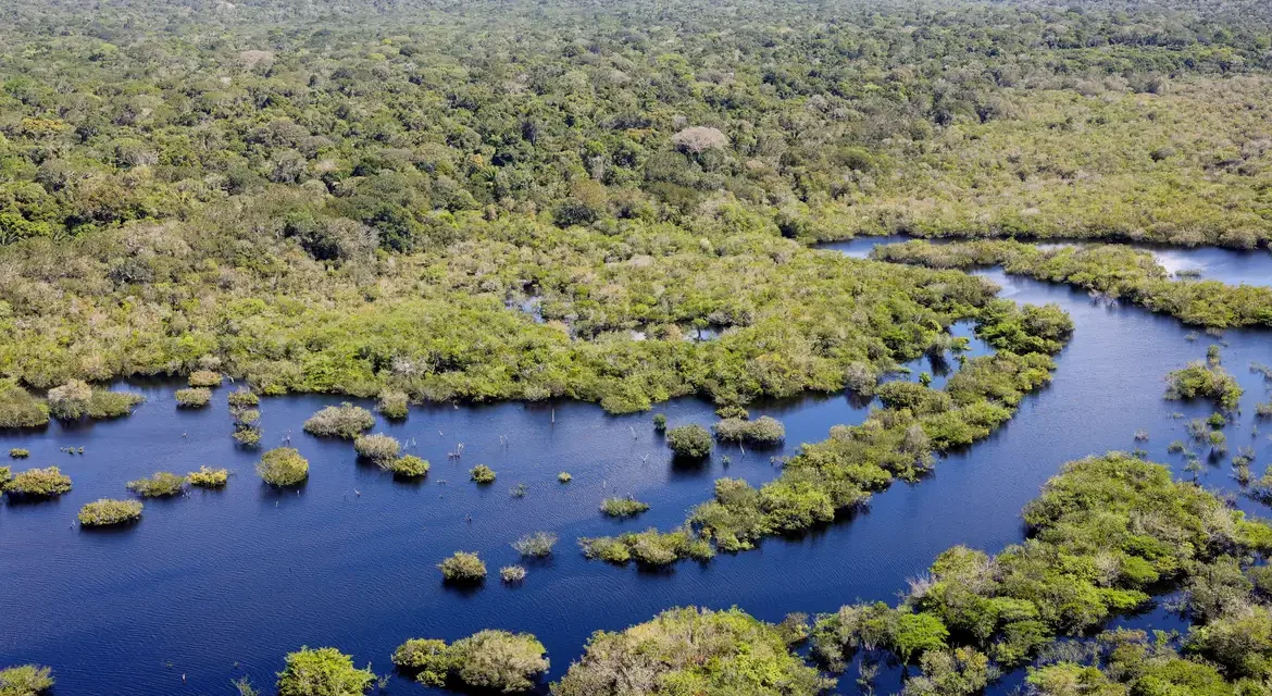 Desmatamento no Brasil caiu 32,4% em 2024