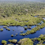 Desmatamento no Brasil caiu 32,4% em 2024