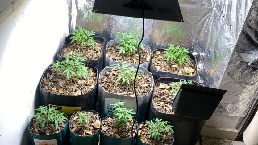 Homem é preso cultivando 15 pés de maconha e diz era para consumo próprio na Grande BH