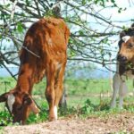 Embrapa lança curso de bem-estar animal para produção sustentável do leite