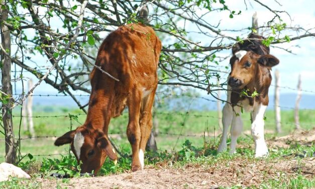 Embrapa lança curso de bem-estar animal para produção sustentável do leite