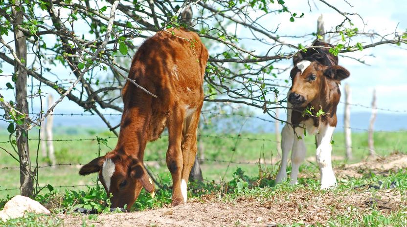 Embrapa lança curso de bem-estar animal para produção sustentável do leite