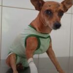 APAF realiza campanha para custear cirurgia em cadela