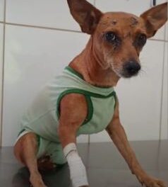 APAF realiza campanha para custear cirurgia em cadela
