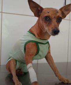 APAF realiza campanha para custear cirurgia em cadela