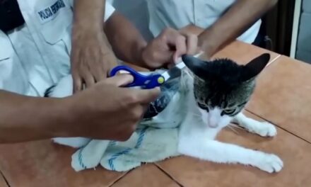 “Narcogato”: felino é usado para levar drogas para prisão na Costa Rica