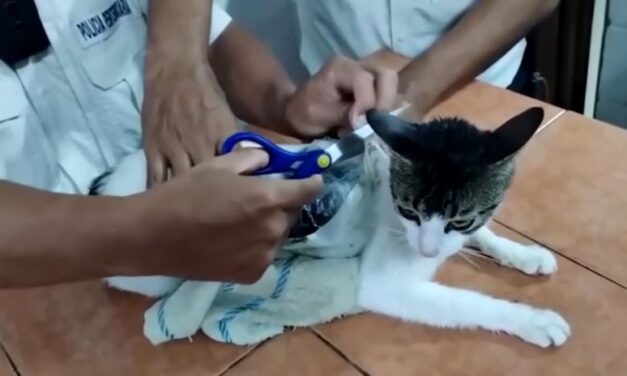 “Narcogato”: felino é usado para levar drogas para prisão na Costa Rica