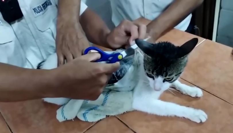 “Narcogato”: felino é usado para levar drogas para prisão na Costa Rica