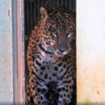 Onça-pintada que matou caseiro no Pantanal é levada para recinto em São Paulo