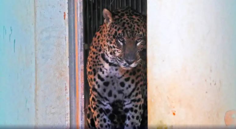 Onça-pintada que matou caseiro no Pantanal é levada para recinto em São Paulo