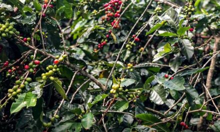 Safra de café deve crescer 2,7% e chegar a 56 milhões de sacas em 2025
