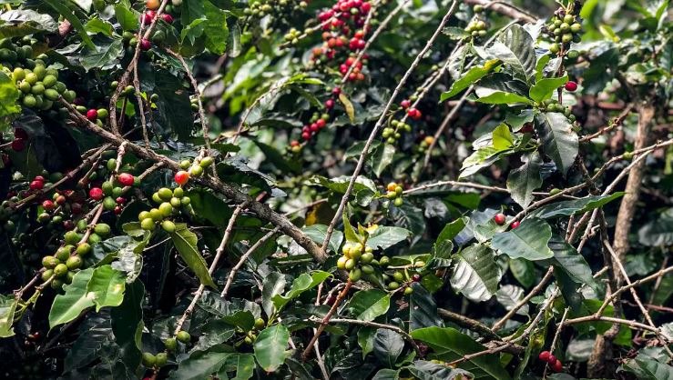 Safra de café deve crescer 2,7% e chegar a 56 milhões de sacas em 2025